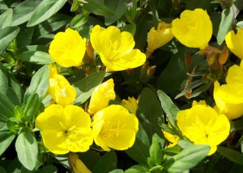 Як доглядати за енотерою?